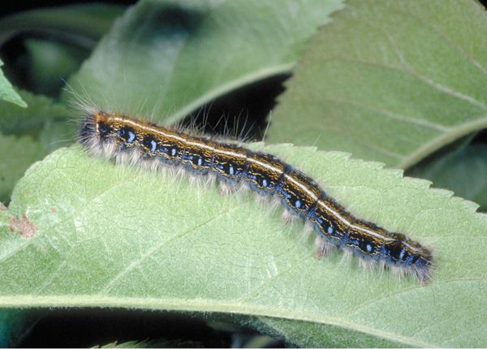 Eastern tent caterpillar. Photo credit: Ric Bessin, University of Kentucky Entomology.