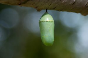 Monarch chrysalis hanging from a branch.