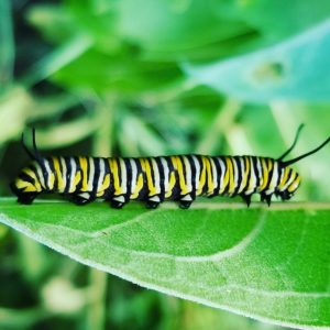 Monarch caterpillar feeding on a host plant.