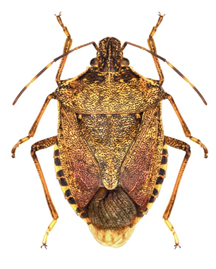 Adult brown marmorated stink bug.
