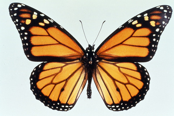 Monarch butterfly with its wings spread to show vein patterns.