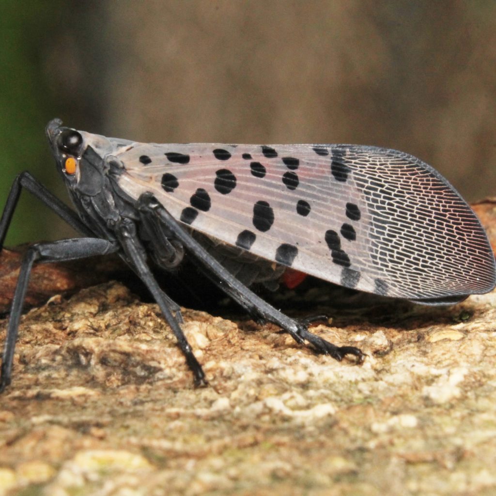 Adult spotted lanternfly on a rock.