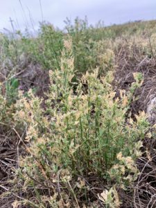 Alfalfa weevil damage to alfalfa