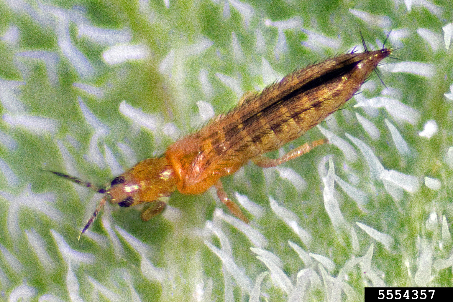 Integrated pest management options for the western flower thrips