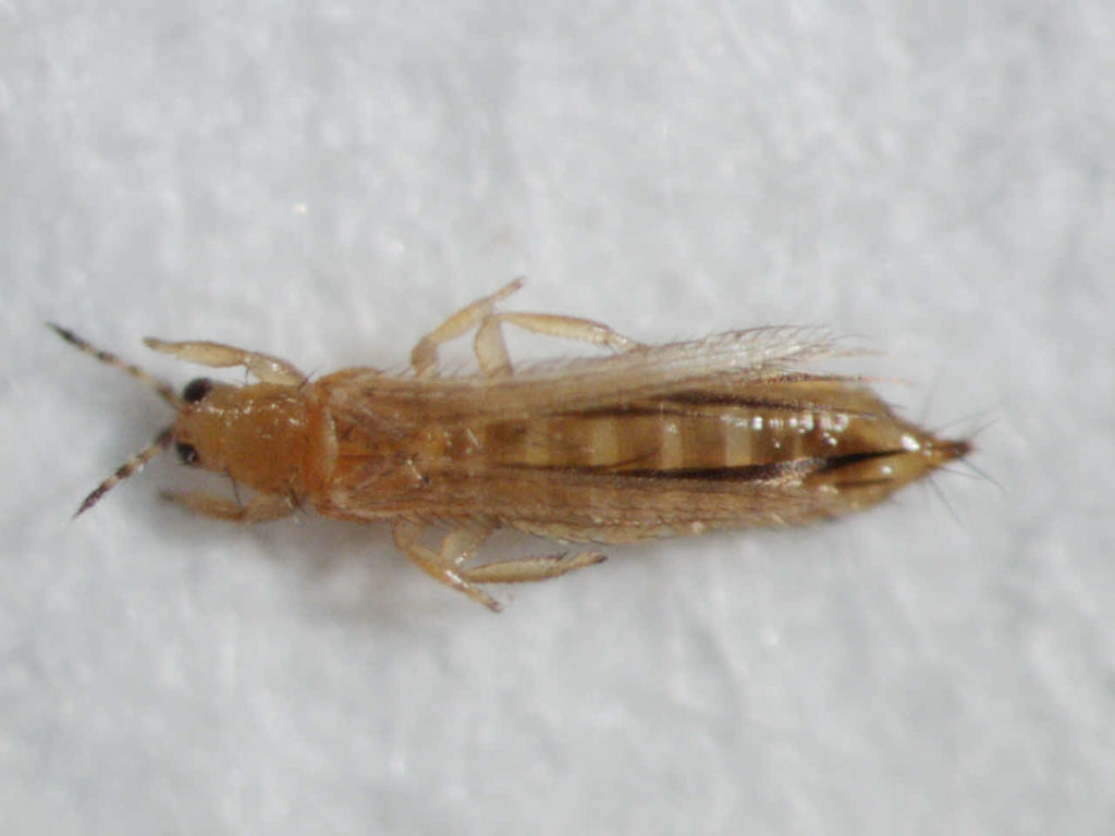 Single adult thrips