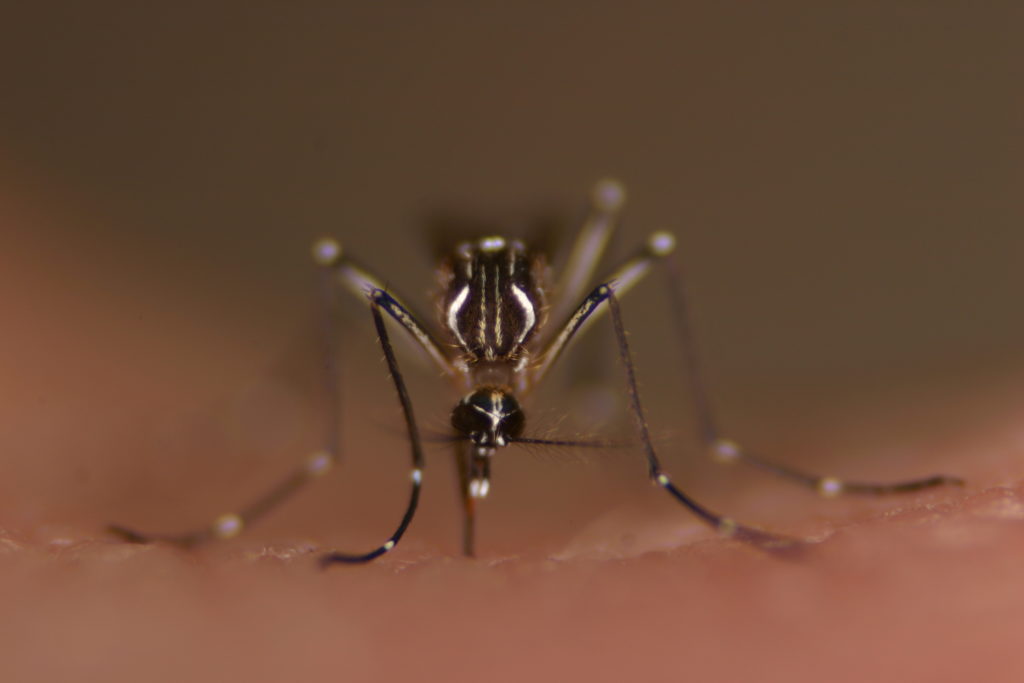 Adult yellow fever mosquito image
