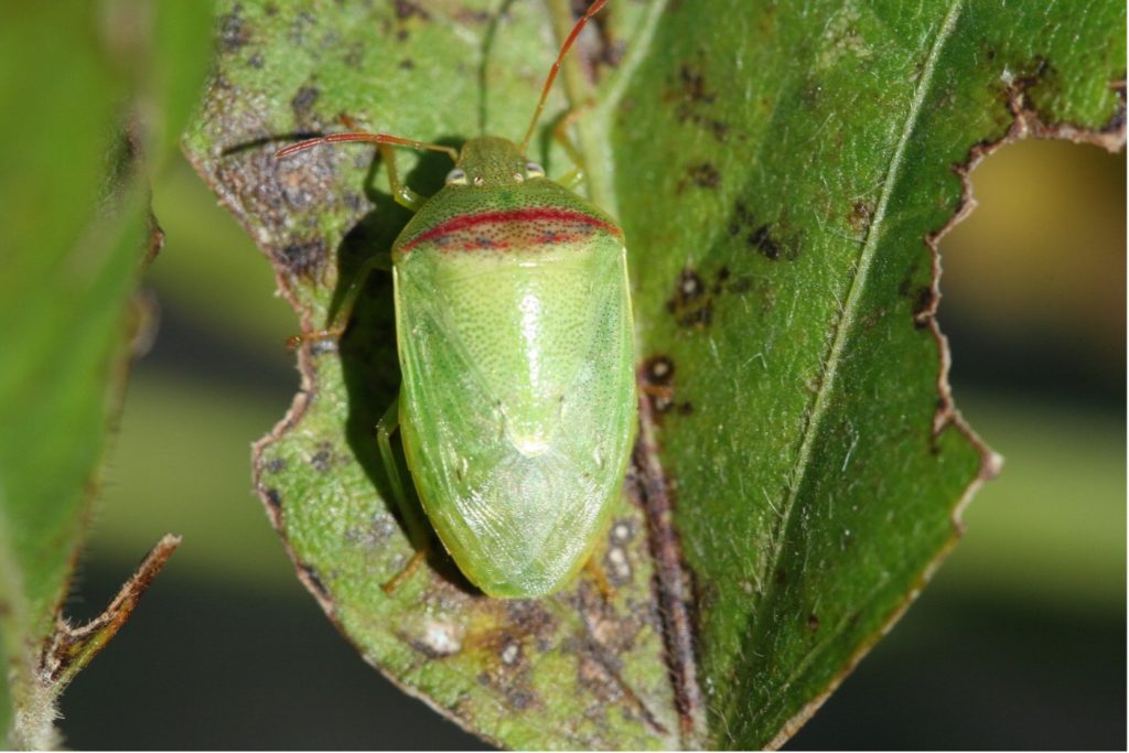 Redbanded stink bug adult on a leaf.