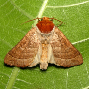 Walnut caterpillar moth