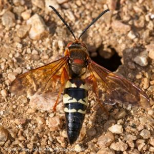 Cicada killer wasp and burrow entrance