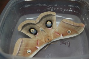 The beautiful Polyphemus moth will only be found in areas where it's host plants grow.  Native oaks, ash, apple, dogwood, elm and maples are favored foods for Polyphemus caterpillars