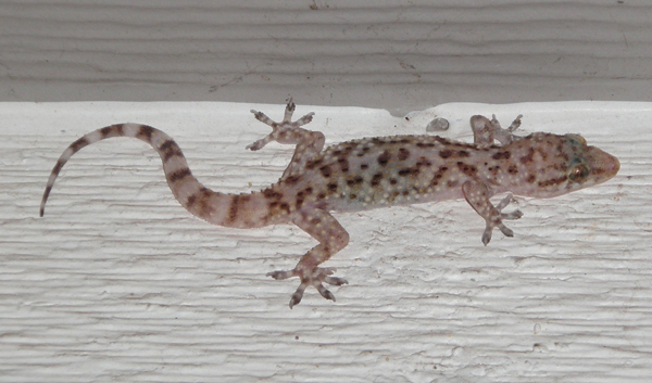 Mediterranean geckos, Hemidactylus turcicus, range in size from one to five inches.  To some they are pests, to others welcome guests because of their appetite for insects. Photo E. Brown.