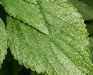 leafhopper feeding damage to mint