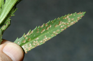 Damage to shasta daisy from the fourlined plant bug.