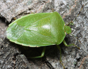 This large, green stink bug is a common, probably introduced, pest of vegetables throughout the southeastern U.S.