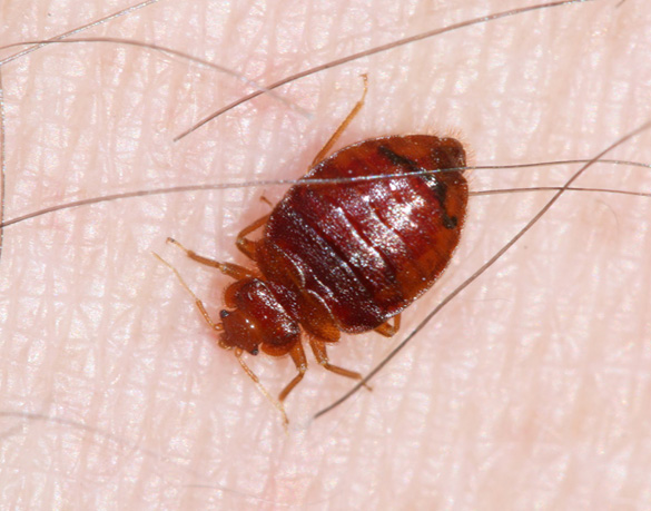 Bed Bug Exterminator Washington Dc Llc