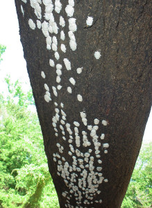 Dobsonfly eggs on underside of log on the Neches River in east Texas. Photo by Joe Pace, Texas Forest Service. Taken 5 June, 2010.