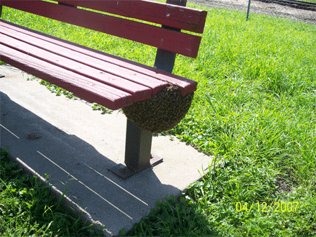 Honey bees alight on a park bench.  Swarms like this are common in spring.