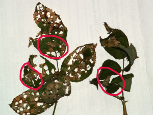 Damage and bagworm-like insects on rose.  Image courtesy Dr. Keith Hansen, Smith County.