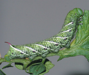 The tobacco hornworm, Manduca sexta, is a common pest on tomatoes as well as tobacco.  The tobacco hornworm is distinguished from the tomato hornworm by its red, pink or orangish horn.  