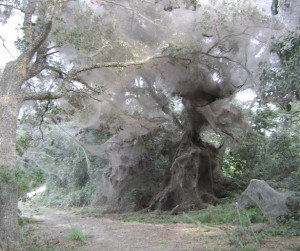 2007 image of the Lake Tawakoni spider web taken by Park Superintendent, Donna Garde.
