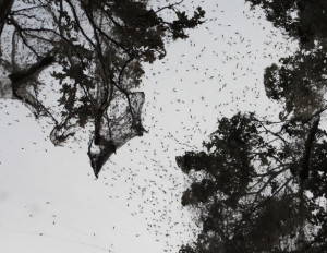Thousands of long-jawed orb weaver spiders starting a communal web at Lake Somerville State Park, June 2010. Image by Tommy Snow, TPWD.