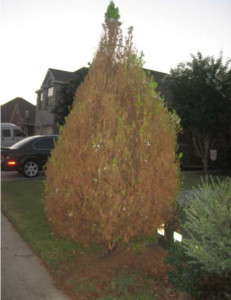 This picture, sent in recently by a homeowner, shows a red cedar heavily defoliated by bagworms.
