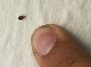 Bed bugs are small, and come out mostly at night.