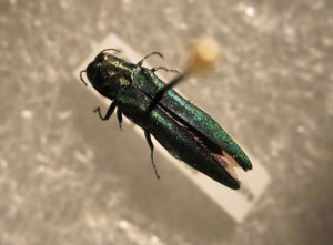 Emerald ash borer, an exotic pest from Asia, threatens native ash trees in the eastern U.S.