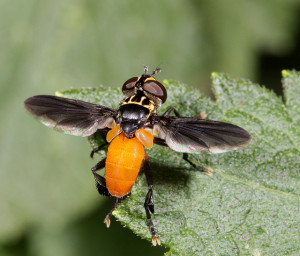 Trichopoda pennipes, feather-footed fly