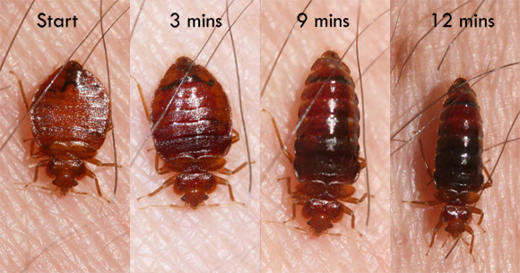 Awesomepest Pest Control In Dallas Bed Bugs