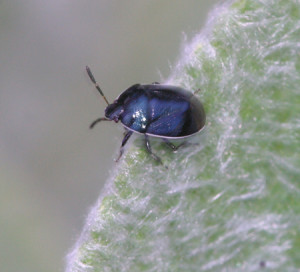 white margined burrower bug