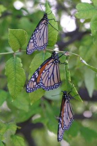 monarch butterflies in tree