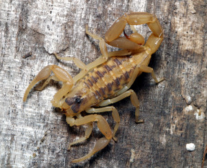 striped bark scorpion