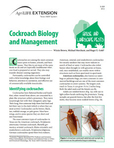 front page of new cockroach fact sheet