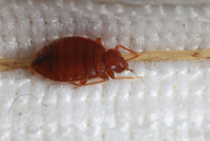 bed bug on mattress