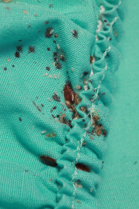 bed bugs on a sheet seam