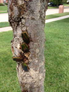 three green June beetles on tree
