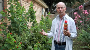 Dr. Mike Merchant in video clip on mosquito control