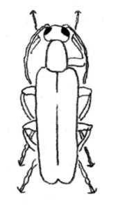 blister beetle line drawing