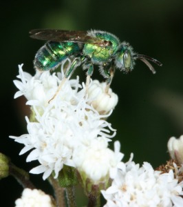 Many pollinators, like this metallic halictid bee, are small enough to be overlooked by most people; but their value to plants goes far beyond their size.