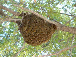 Bee nest are usually hidden in a tree or wall, but this exposed hive is hanging from a tree branch. Stay away from any hive or bees that you see going in and out of a hole in the ground or in a tree or building.