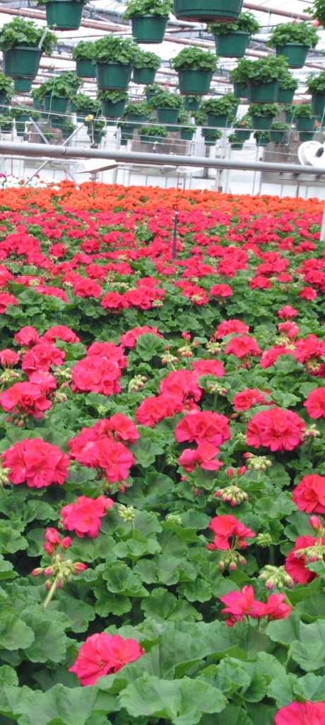Many greenhouse and nursery reared plants are treated with insecticides to ensure they are pest-free in the store.