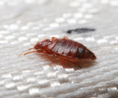 Bed Bug Heat Treatment