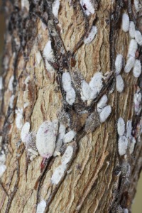Crape myrtle bark scale on bark is most evident in the summer when all life stages are present. 