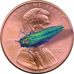 Emerald ash borer adult on a penny for scale.  