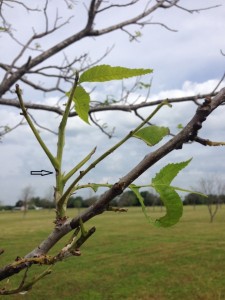 Presumed beetle damage to pecan.  Note the notched petiole indicated by the arrow. This is a sign of beetle damage.