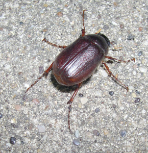 unknown species scarab beetle adult
