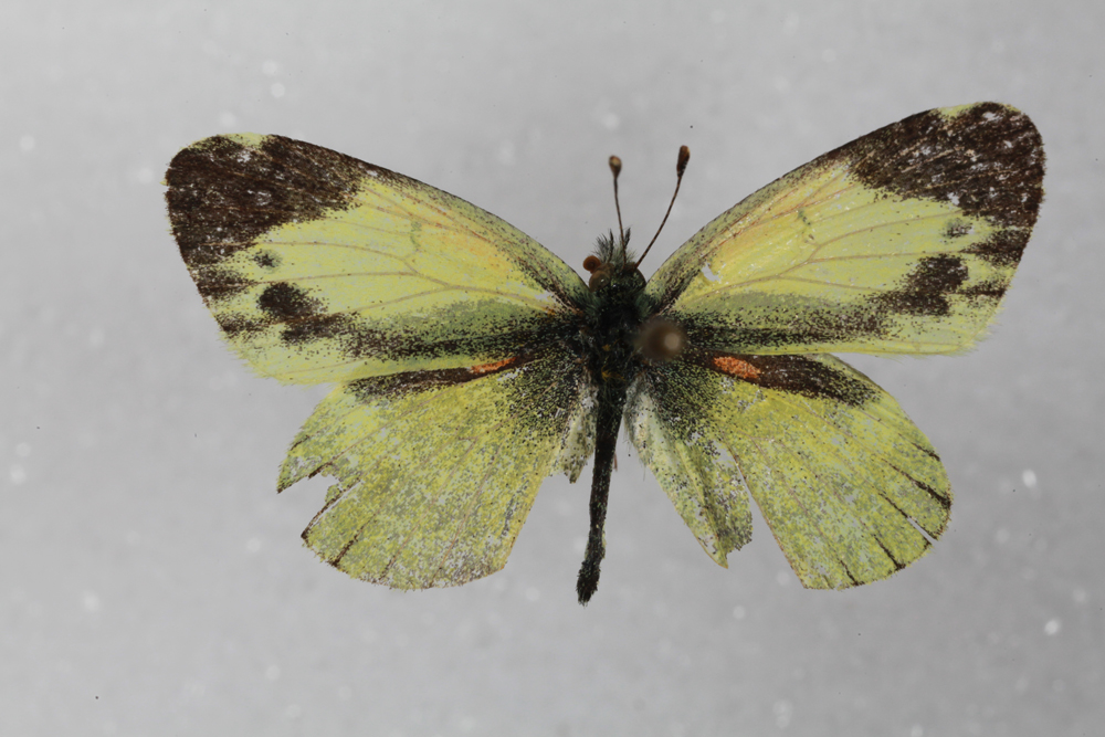 dainty sulfur butterfly on pin