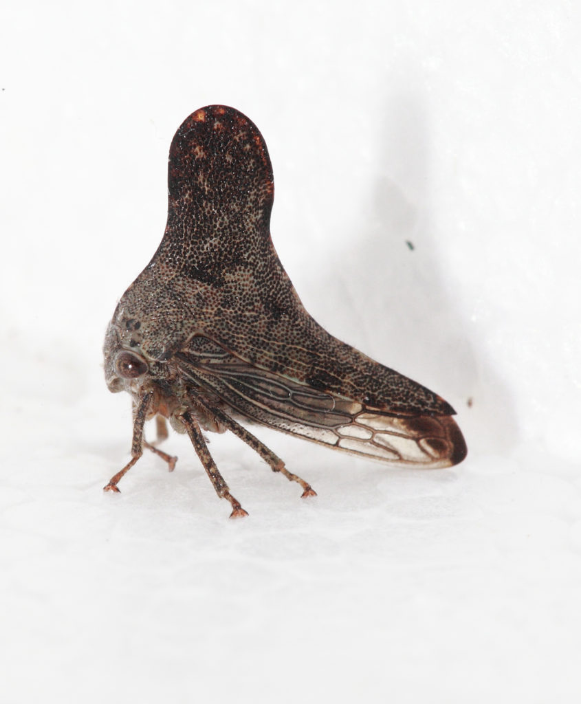 treehopper adult, Glossonotus acuminata