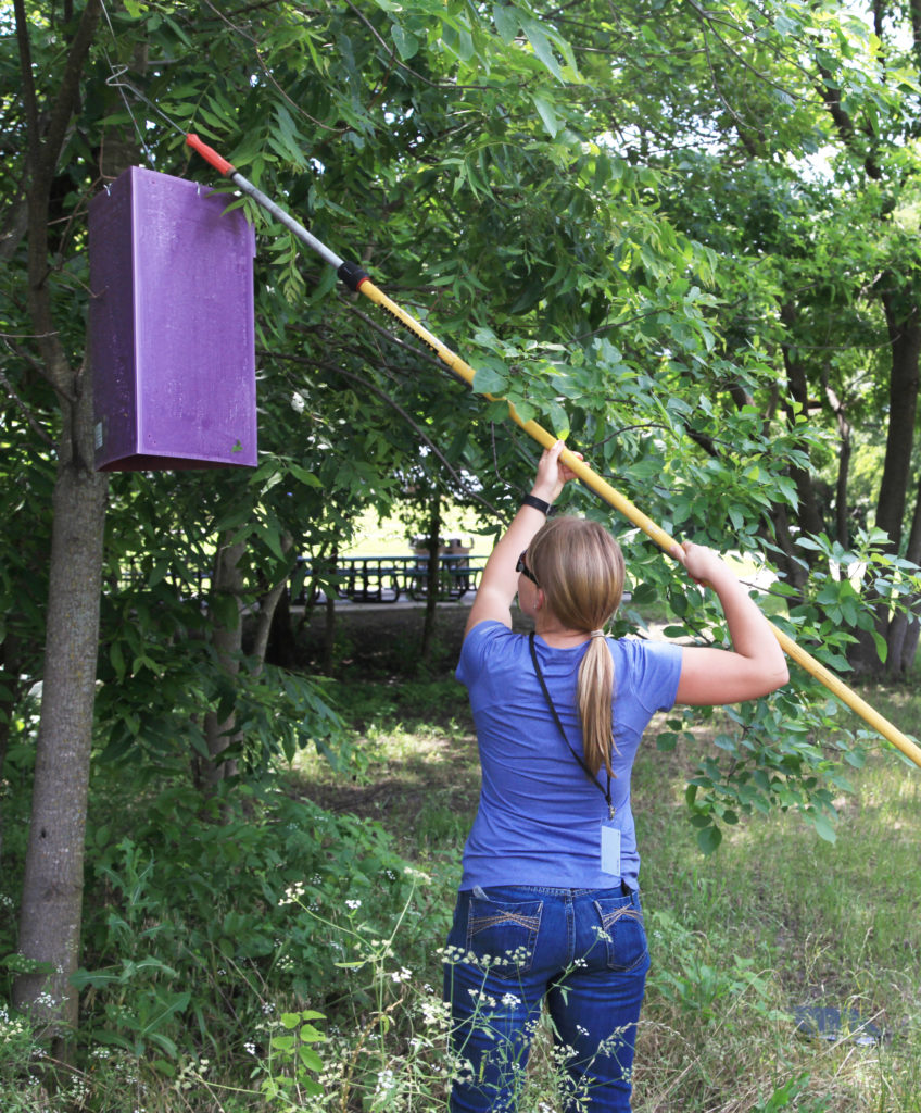 surveying for emerald ash borers use large purple traps